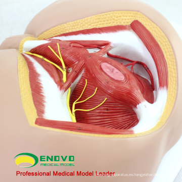 VENDER 12463 Life Size Anatomy Biology Education Male Perineum Medical Model